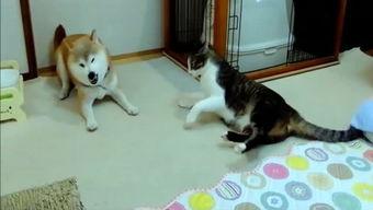 娱乐吃瓜酱妈妈的宠物,揭秘宠物界的明星生活